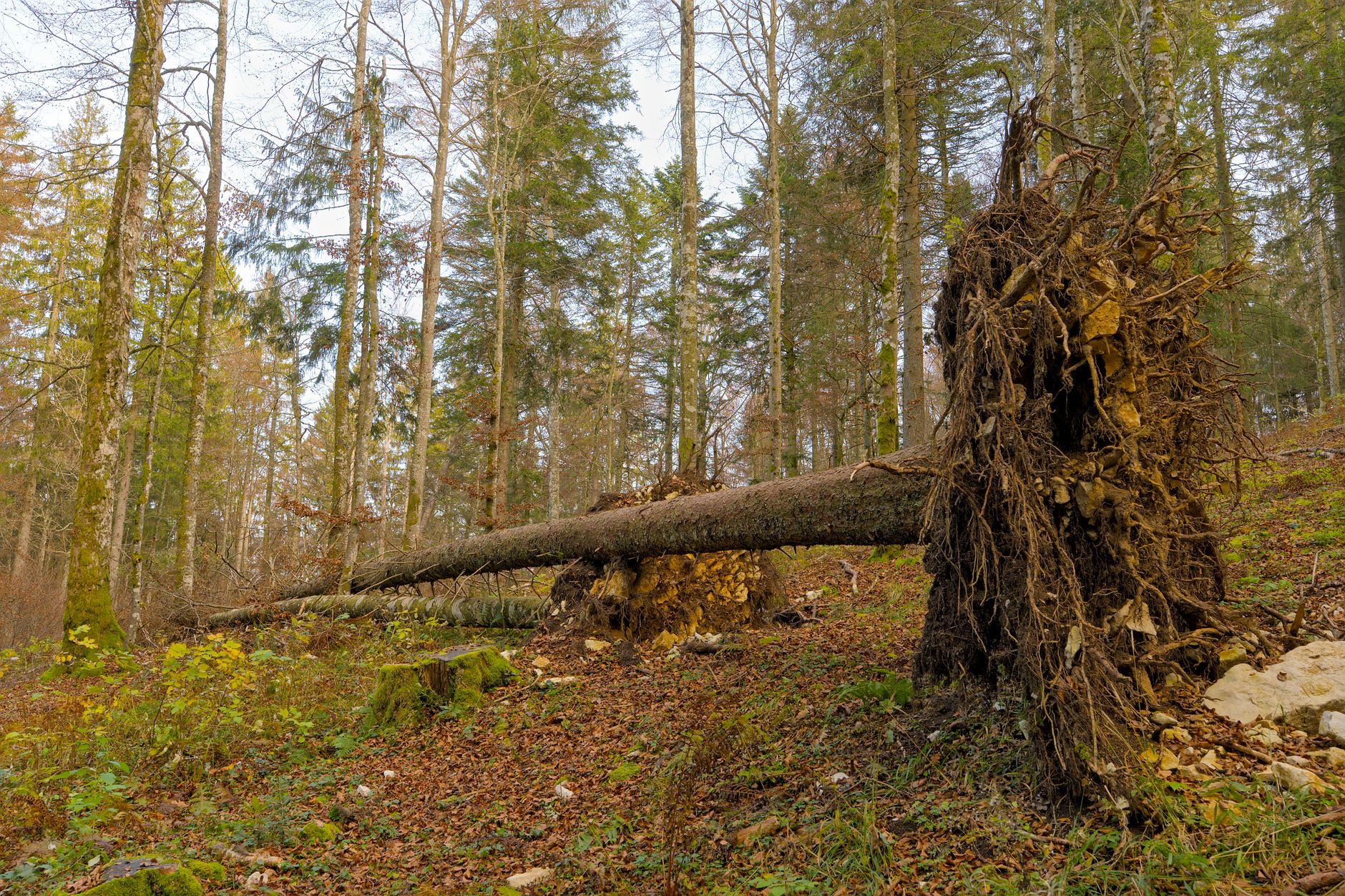 Enlèvement arbre urgence à Vandœuvre-lès-Nancy